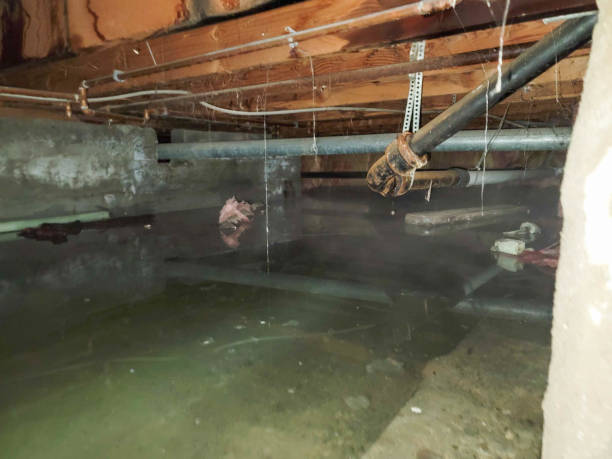 Best Water damage cleanup near me  in Pioneer, OH